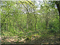 Scrub Hill Wood, Brentwood