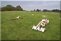 Woodland burial site near Lytchett Heath