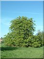 The droopy tree in Spring