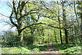 Bridleway Through Woodland