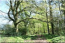 ST5752 : Bridleway Through Woodland by Adrian and Janet Quantock