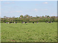 Farmland off Springwell Lane, Whetstone