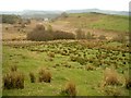 Rough grazing above Barfad