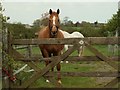 Horses near Tinkers Green, Essex