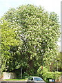 Horse chestnut tree in flower, Abbey Green, Chertsey