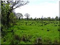 Ballygurk Townland