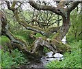 SW7237 : Fallen Tree over Stream by Tony Atkin