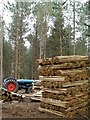 Chestnut Coppicing