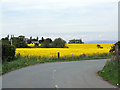 Oilseed rape field