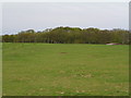 Telham Hill with woods beyond