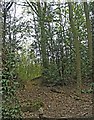 Woodland on north side of Hertford Road near Digswell, Hertfordshire