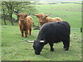 Highland Cattle