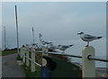 TG2142 : Seagulls at Cromer. by Andy Peacock
