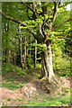 Chipstable: beech wood at Heydon Hill