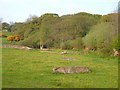 Field and wood near Linscott