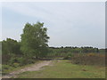 Heathland and birch tree, Horsell Common