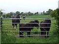 Horses and Ponies in a field