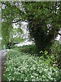 Black Poplars and Cow Parsley