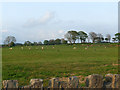 Field North of Newborough