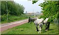 Grazing for Travellers