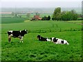 Pasture Near West Harsley