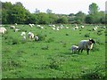 Grazing sheep, Surlingham