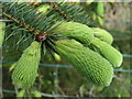 SJ9774 : Ladybird on spruce by Dave Dunford