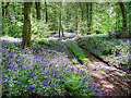 Woodland near Aqualate Mere