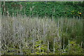 Pond at Filmore Hill Farm