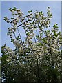 Goat willow catkins