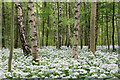 Ramsons flowering in Bushy Copse, Longwood