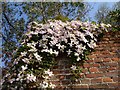 Clematis montana