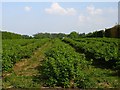 Currant bushes