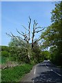 Dead tree on Faversham Road