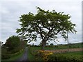 Country Lane