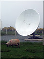 A sheep and a satellite dish