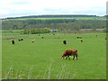 Cattle Grazing