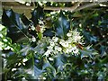 TQ8760 : Holly flowers by Penny Mayes