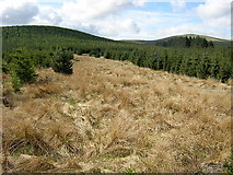 NS6583 : Clearing in Carron Valley Forest by Iain Thompson