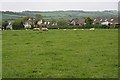 Sheep Grazing and Houses