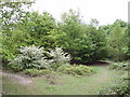 Hare Hill Open Space, near Addlestone