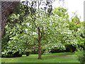 St Davida or Pocket Handkerchief Tree in bloom.