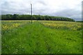 Great Plantation, near Stringston