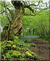NN5700 : Ancient woodland by Eileen Henderson