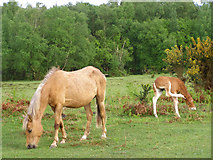 SU3804 : Pony and foal grazing at Gurnetfields Furzebreak, New Forest by Jim Champion