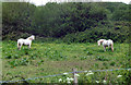 White horses in a field