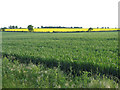 Farmland from Great Lane, Haynes, Beds