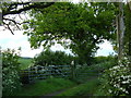 Oak Tree at the bottom of Oak Tree Farm road