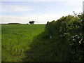 Footpath to Caunton