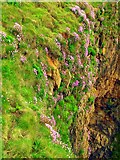 NK1036 : Sea pink on cliffs at Slains Castle by Martyn Gorman